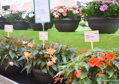 Begonia Hybrida Wendy bij Schneider Youngplants. Het is een compleet nieuwe serie op de markt. Ze is compact, goed vertakkend, vroegbloeiend, verkrijgbaar in opvallende kleuren en geschikt voor pot en hanging basket.